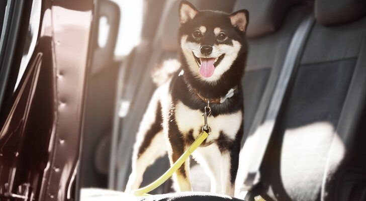 Cinturón de seguridad mejorado para perro y coche, correa de nailon  reflectante elástica ajustable, cuerda de